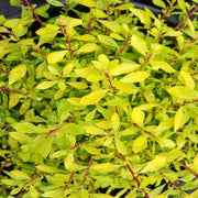 Escallonia 'Golden Carpet' 9cm - Home & Garden > Plants > Indoor & Outdoor Plants > Bushes & Shrubs > Shrubs