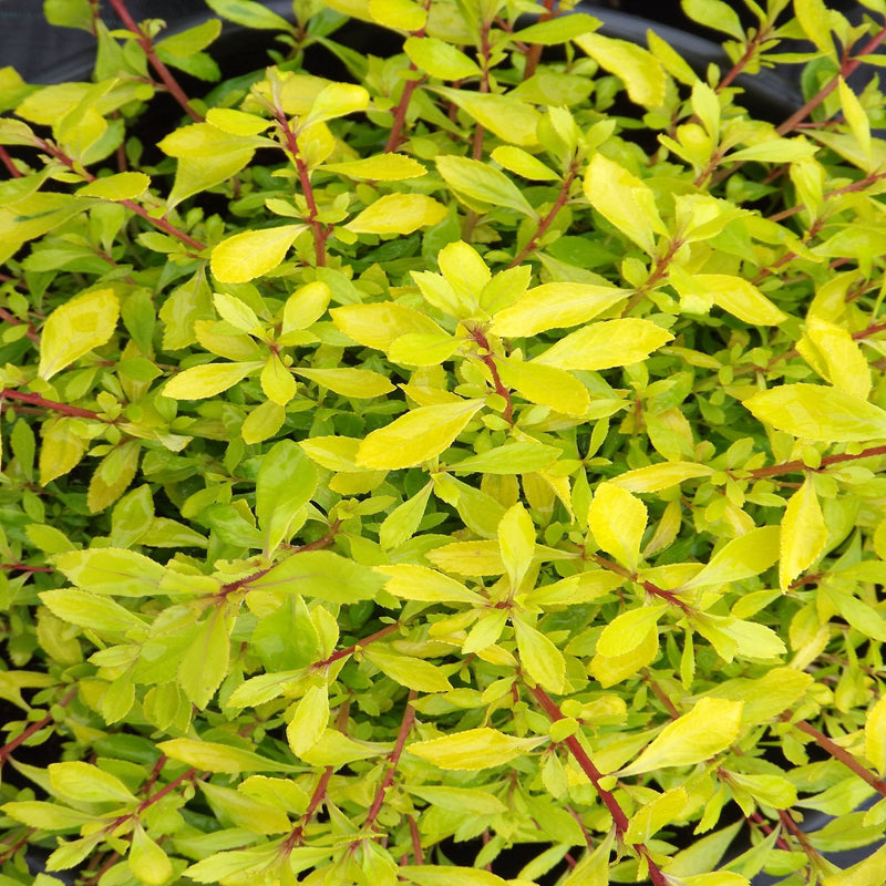 Escallonia 'Golden Carpet' 9cm - Home & Garden > Plants > Indoor & Outdoor Plants > Bushes & Shrubs > Shrubs