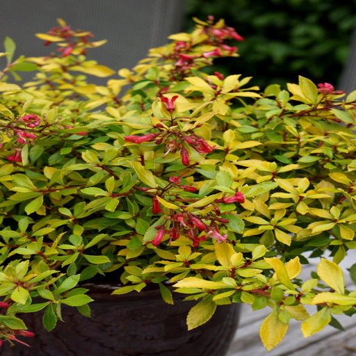 Escallonia 'Golden Carpet' 9cm - Home & Garden > Plants > Indoor & Outdoor Plants > Bushes & Shrubs > Shrubs