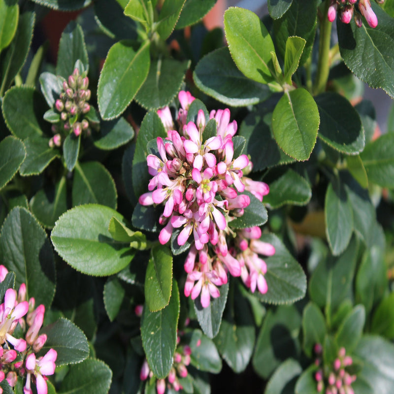 Escallonia 'Pink Elle' 9cm - Home & Garden > Plants > Indoor & Outdoor Plants > Bushes & Shrubs > Shrubs