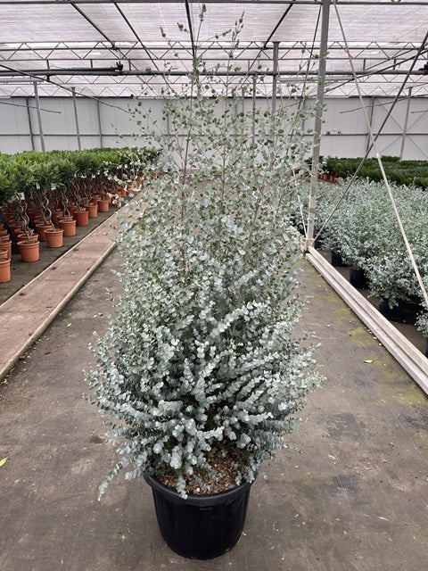 Eucalyptus gunnii Azura (200cm) 45L (Multibuy Offers Available) -