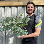 Eucalyptus gunnii Louis 9cm-3L -