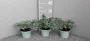 Eucalyptus gunnii Louis 9cm-3L -