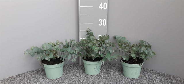 Eucalyptus gunnii Louis 9cm-3L -