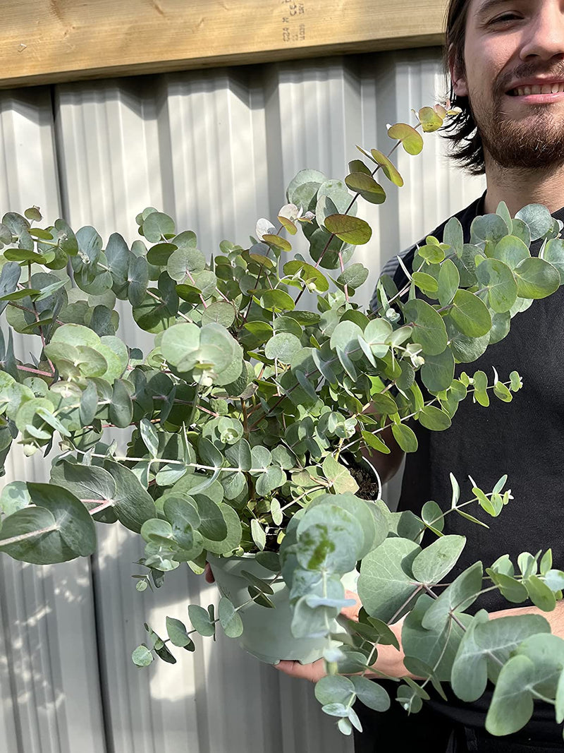 Eucalyptus gunnii Louis 9cm-3L -