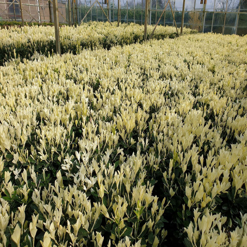 Euonymus japonica 'Himalaya' 9cm/2L/5L -