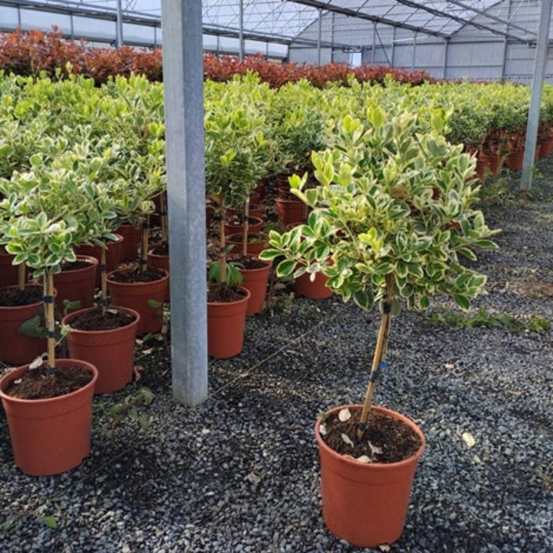 Special offer: Half Standard Euonymus japonica 'Bravo' 100cm (2 for £54.99) -
