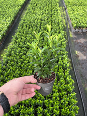 Euonymus japonicus 'Green Spire' (Multibuy Offers Available) -