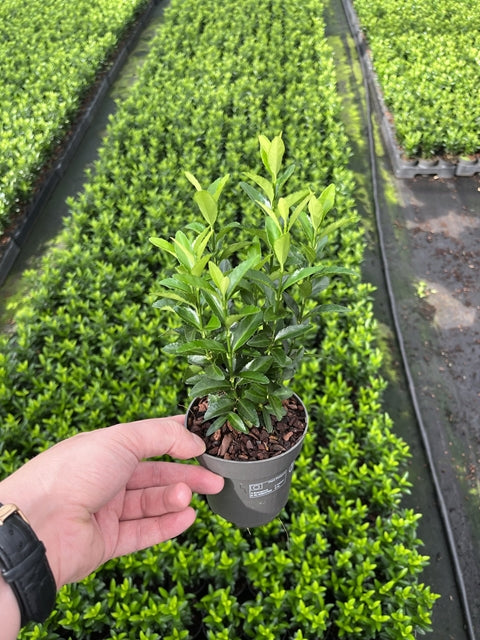 Euonymus japonicus 'Green Spire' (Multibuy Offers Available) -