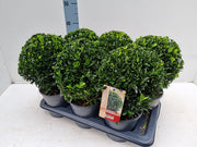 Euonymus japonicus Ball 'Green Spire' 2L -