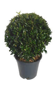 Euonymus japonicus Ball 'Green Spire' 2L -