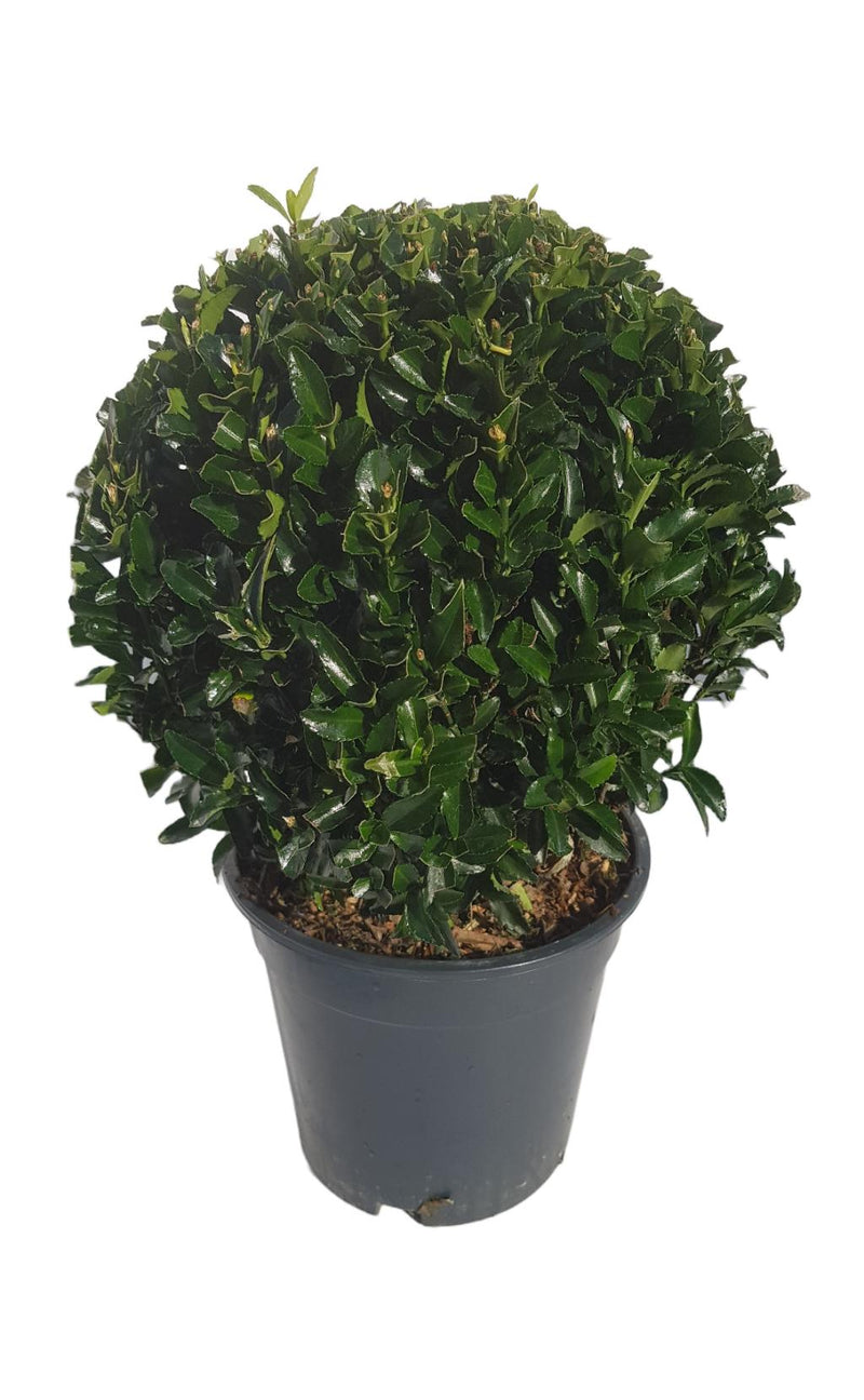Euonymus japonicus Ball 'Green Spire' 2L -