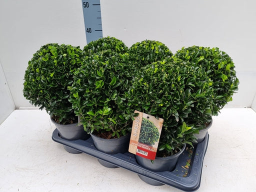 Euonymus japonicus Ball 'Green Spire' 2L -