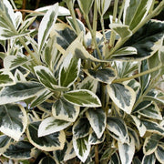 Euonymus japonicus 'Bravo' 9cm / 3L -