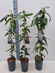 Clematis armandii (Evergreen and Fragrant) 100cm -