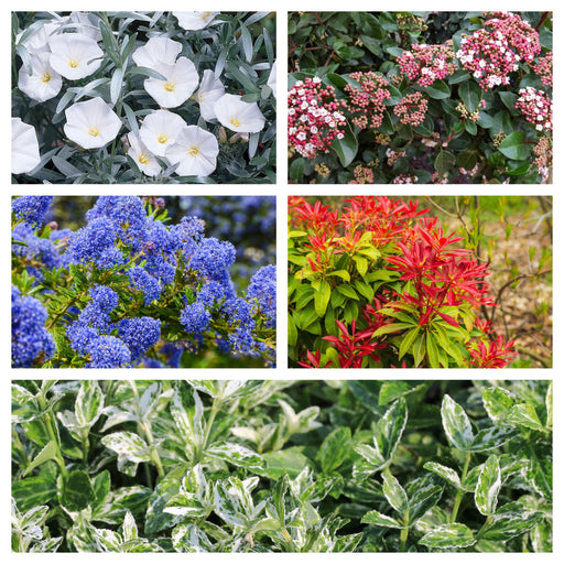 Hardy Evergreen Mixed Shrub Deal (5 x 9cm Pots) -