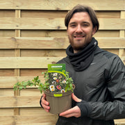 Erigeron karvinskianus profusion 9cm/2L -