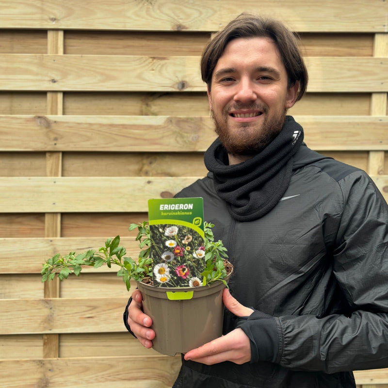 Erigeron karvinskianus profusion 9cm/2L -