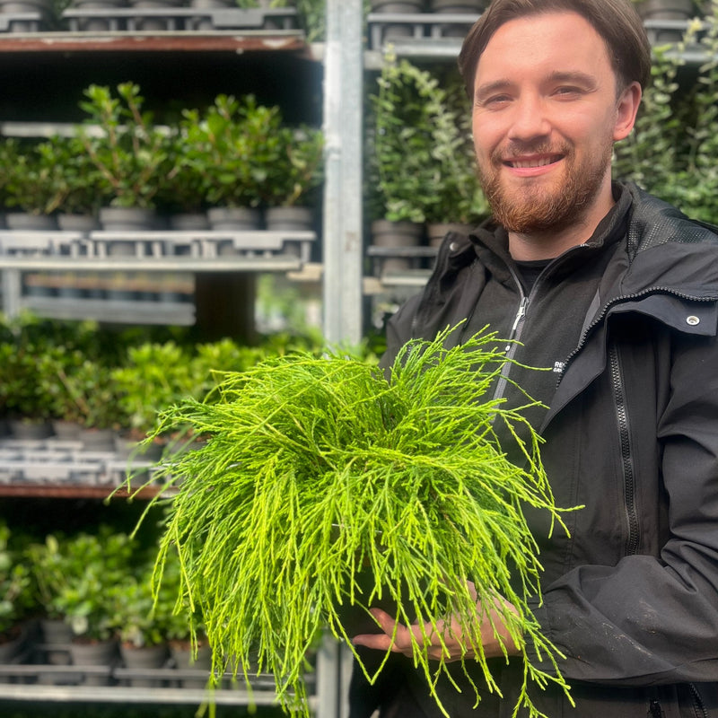 Chamaecyparis pisifera 'Sungold' 2L -