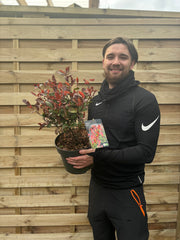 Photinia 'Little Red Robin' 9cm - 5L -