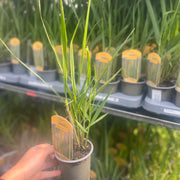 Panicum virigatum Northwind 9cm / 2L / 12L -