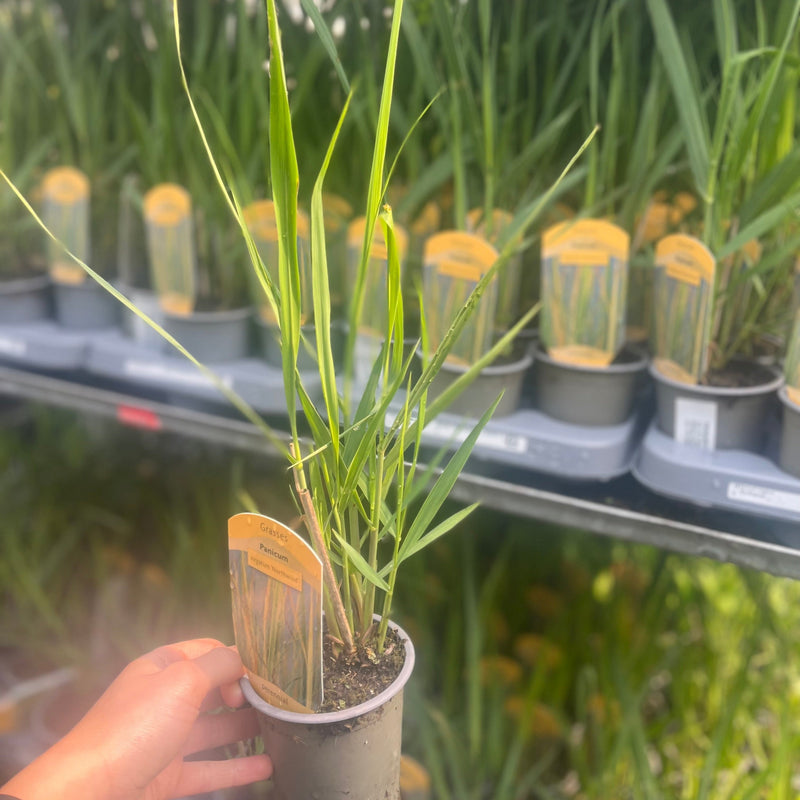 Panicum virigatum Northwind 9cm / 2L / 12L -