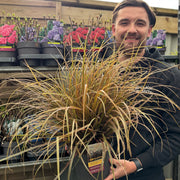 Uncinia Rubra 'Everflame' Ornamental Grass 3L -