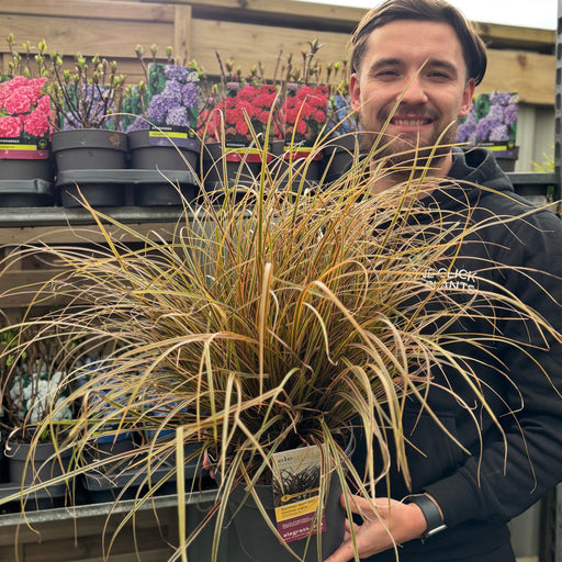 Uncinia Rubra 'Everflame' Ornamental Grass 3L -