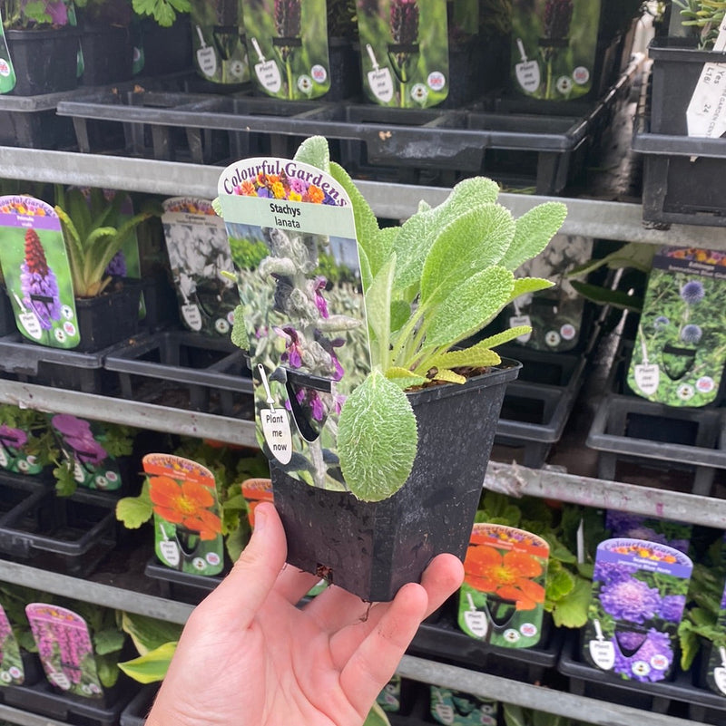 Stachys lanata 9cm / 2L -