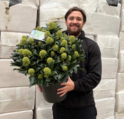 Skimmia japonica 'White Globe' 3L / 12L -