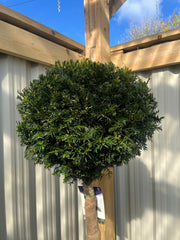 Yew Ball on Stem - Taxus Baccata 35L 170-180cm (STEM 90cm) -