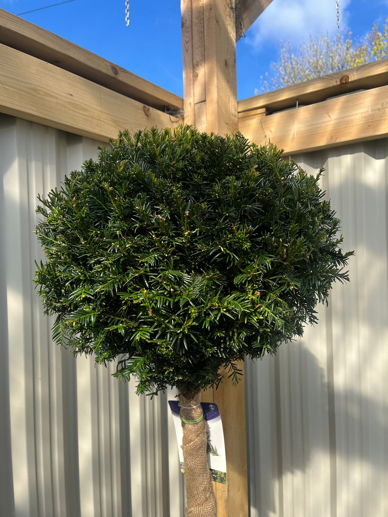 Yew Ball on Stem - Taxus Baccata 35L 170-180cm (STEM 90cm) -