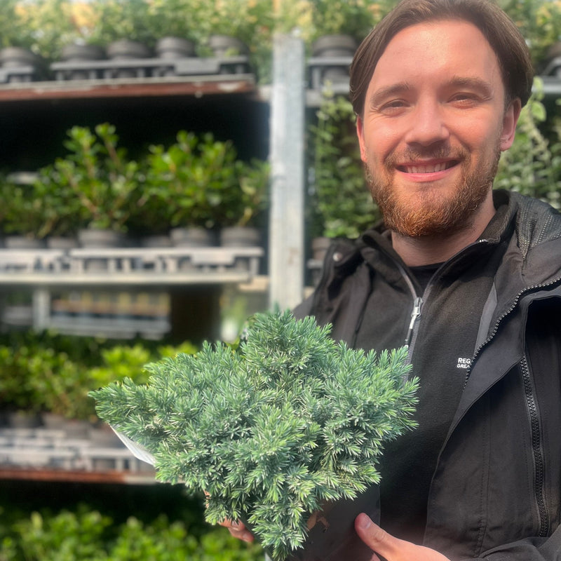 Juniperus squamata 'Blue Star' 2L -