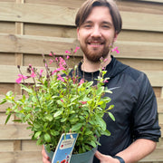 Salvia greggii Pink 2L -