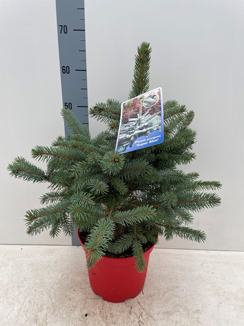 Potgrown Real Christmas Tree | Picea pungens 'Super Blue' | 50-60cm -