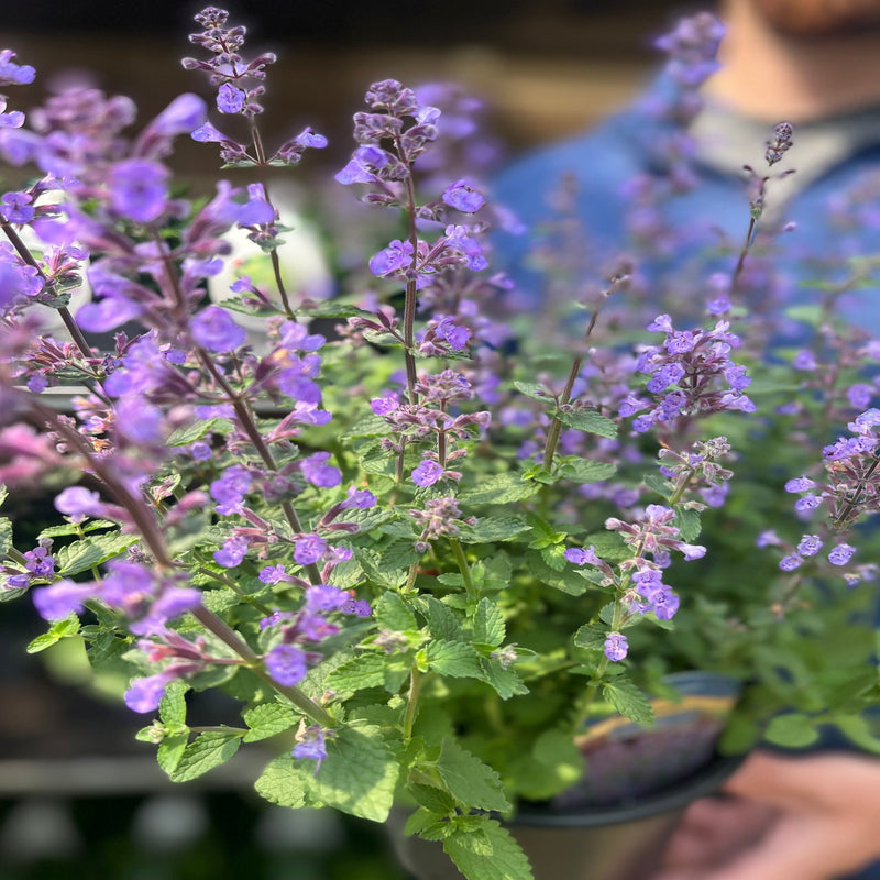 Nepeta 'Purrsian Blue' 9cm / 2L -