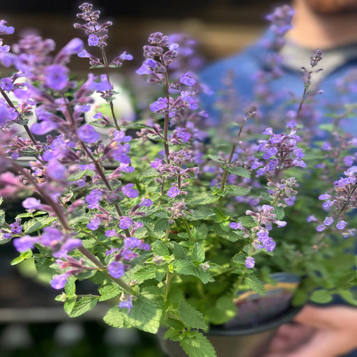 Nepeta 'Purrsian Blue' 9cm / 2L -