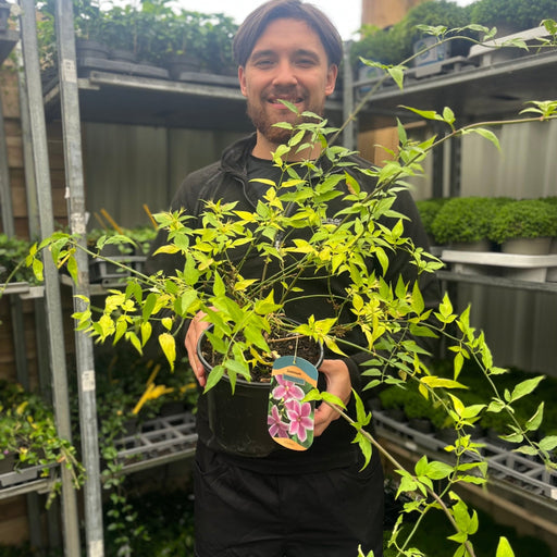 Jasminum 'Starry Summer Scent' 3L -