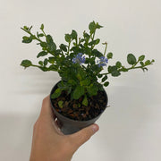 Ceanothus 'Victoria' (Californian Lilac) 9cm/2L/5L/10L -