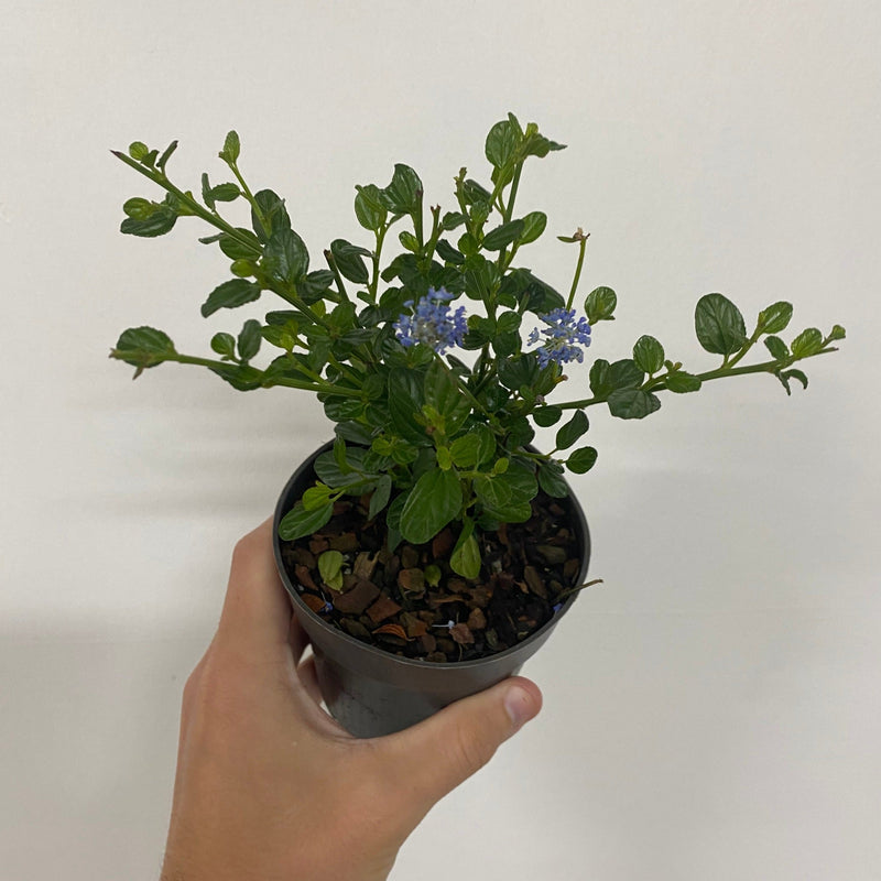Ceanothus 'Victoria' (Californian Lilac) 9cm/2L/5L/10L -