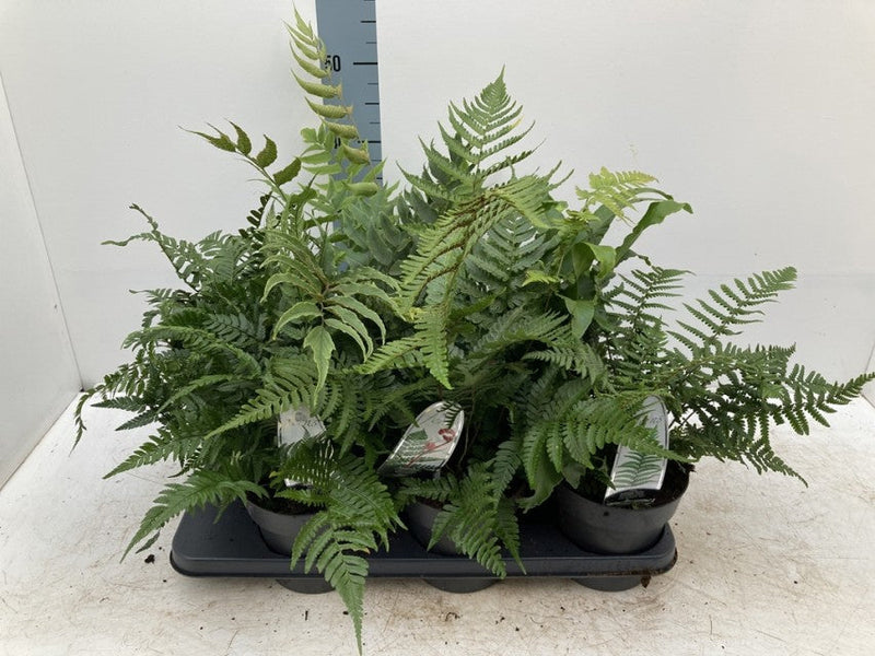 Mix of 3 Ferns 11cm / 2L / 3L -