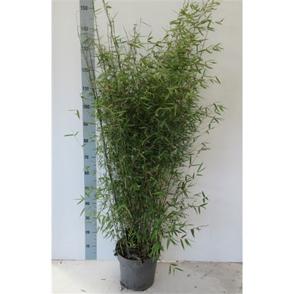 Fargesia Juizhaigou Genf 'Red Dragon Bamboo' 10L (1.5m) -