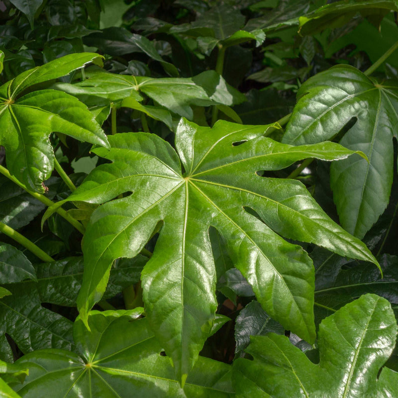 Fatsia japonica 5L 70-80cm