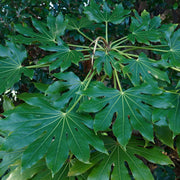 Fatsia japonica 70-80cm (3L) -