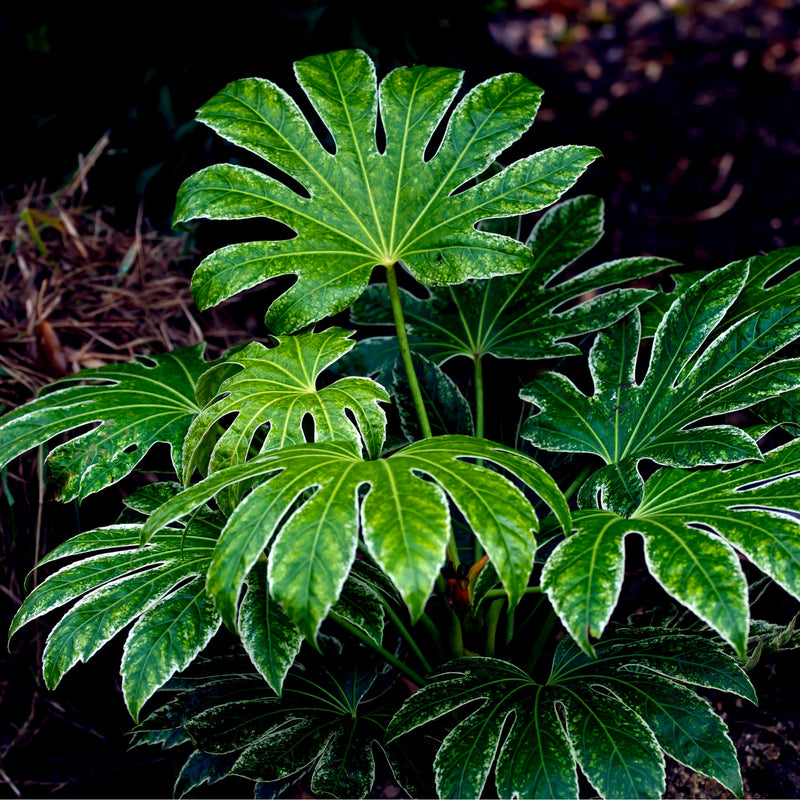 Fatsia japonica 'Spider's Web' 9cm-7.5L -