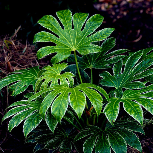 Fatsia japonica 'Spider's Web' 9cm-7.5L -
