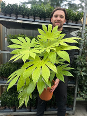 Fatsia japonica 'Spider's Web' 9cm-7.5L -