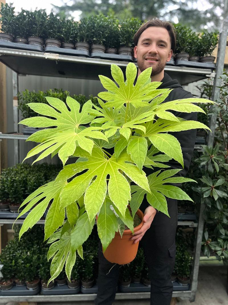 Fatsia japonica 'Spider's Web' 9cm-7.5L -