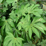Fatsia japonica 9cm-5L -