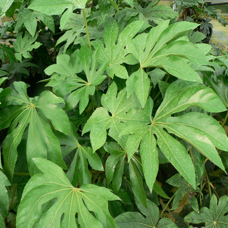 Fatsia japonica 9cm-5L -